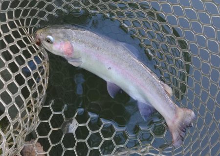 放流魚はどこだ ～大安トラウトレイク～